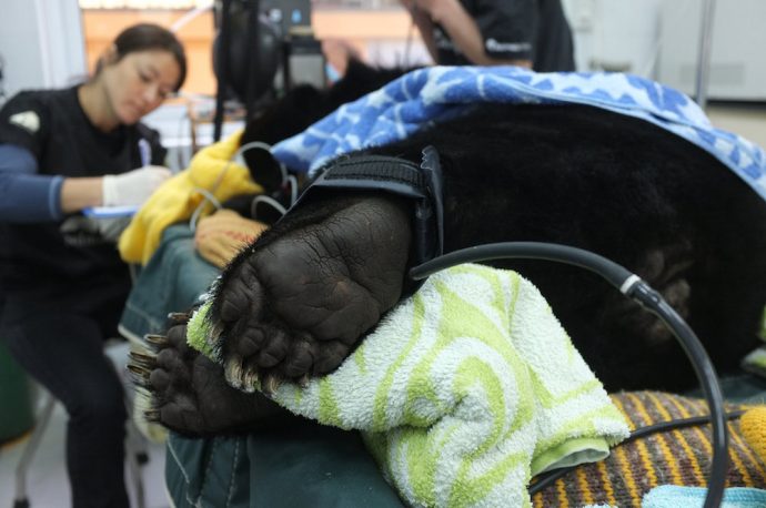 Rettet die Schwarzbären in Asien – Tierschützerin Tina Muffert - Das