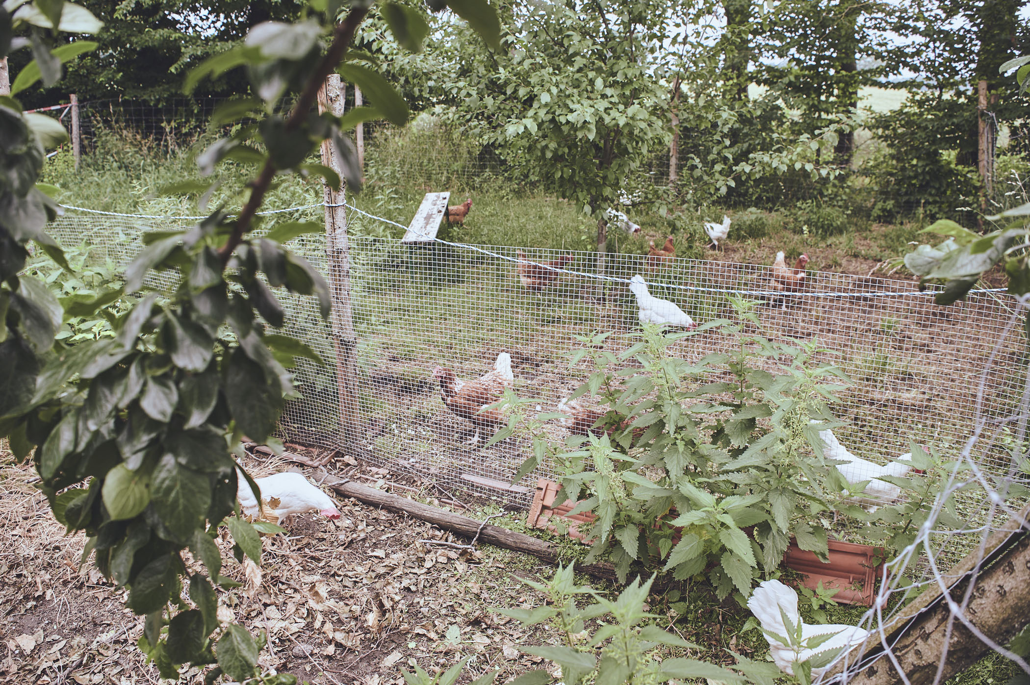 Hallo Hofleben Mit Farmmade Munich Geben Zwei Schwestern Einblicke In Ihr Nachhaltiges Leben 